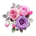 rose floral